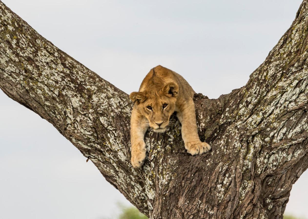 Ngorongoro Lodge Member Of Melia Collection - The Leading Hotels Of The World Extérieur photo