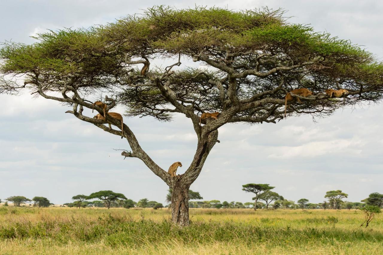 Ngorongoro Lodge Member Of Melia Collection - The Leading Hotels Of The World Extérieur photo