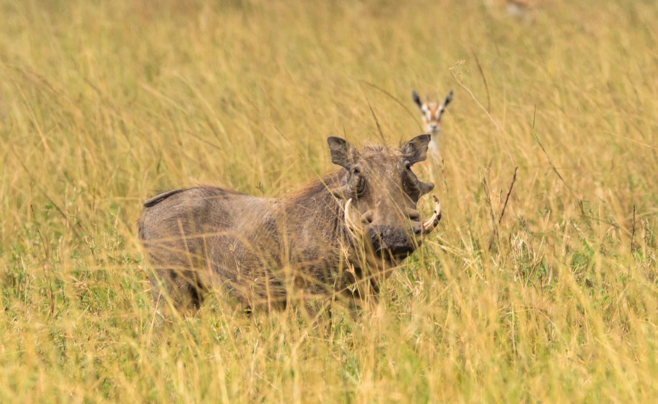 Ngorongoro Lodge Member Of Melia Collection - The Leading Hotels Of The World Extérieur photo