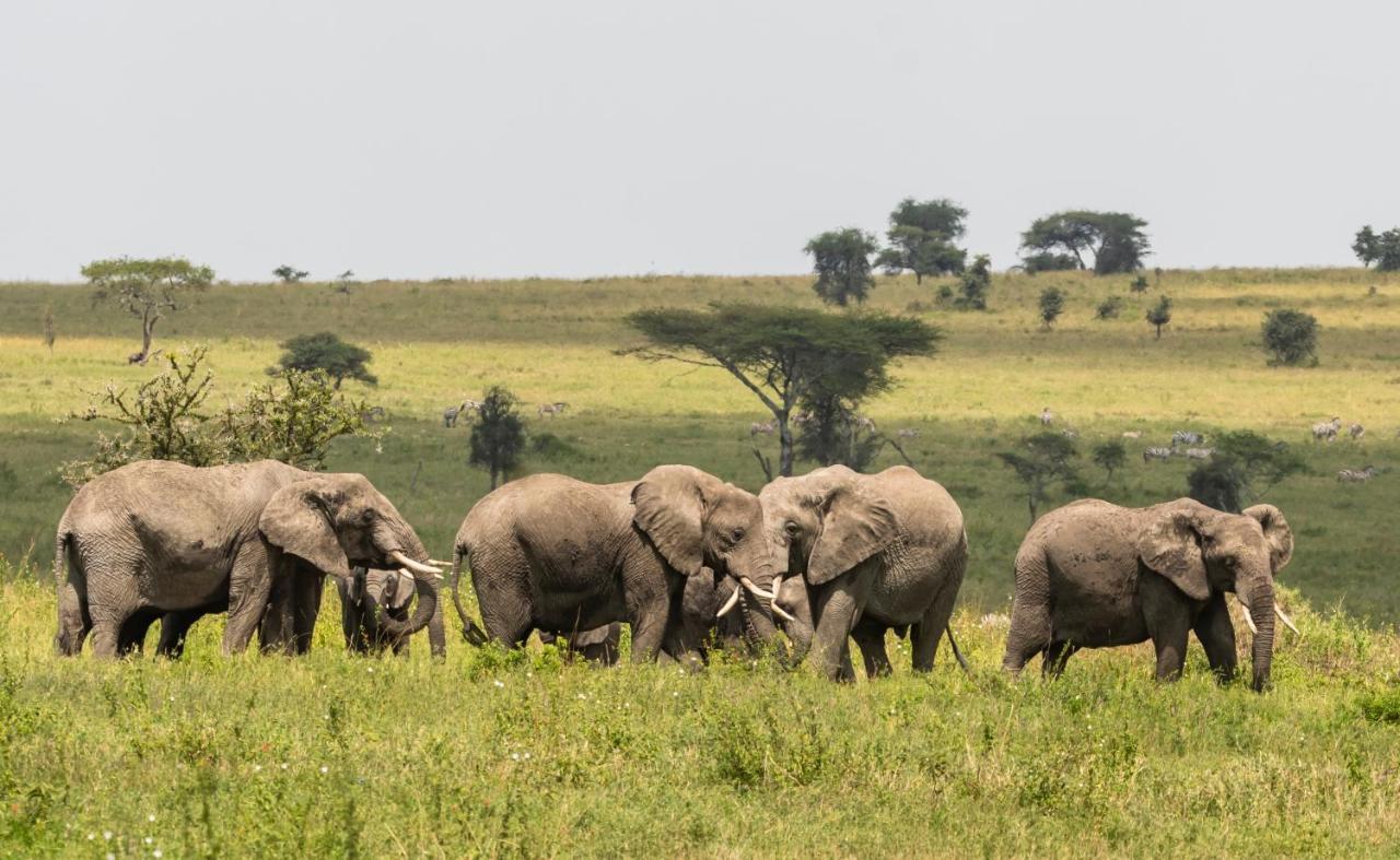 Ngorongoro Lodge Member Of Melia Collection - The Leading Hotels Of The World Extérieur photo