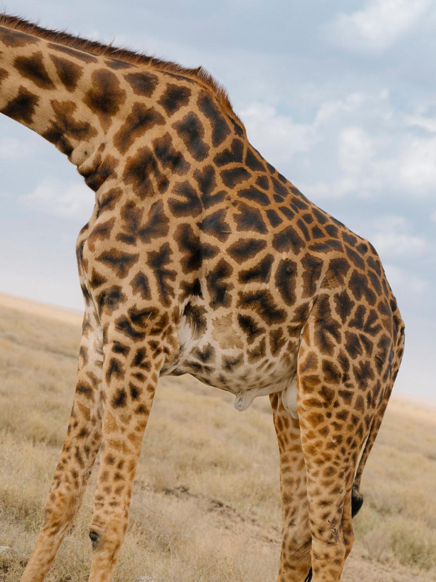 Ngorongoro Lodge Member Of Melia Collection - The Leading Hotels Of The World Extérieur photo