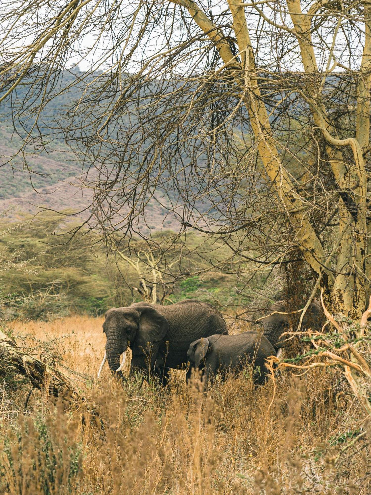 Ngorongoro Lodge Member Of Melia Collection - The Leading Hotels Of The World Extérieur photo