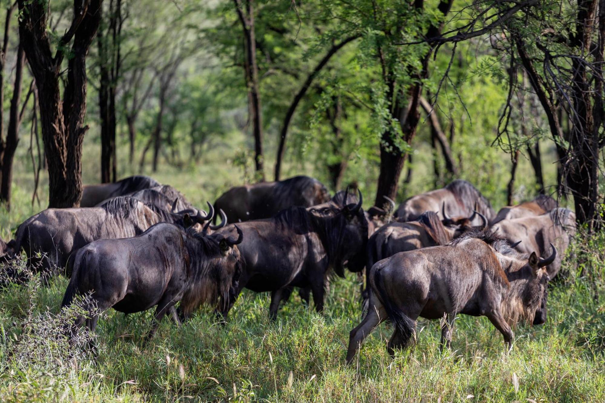 Ngorongoro Lodge Member Of Melia Collection - The Leading Hotels Of The World Extérieur photo
