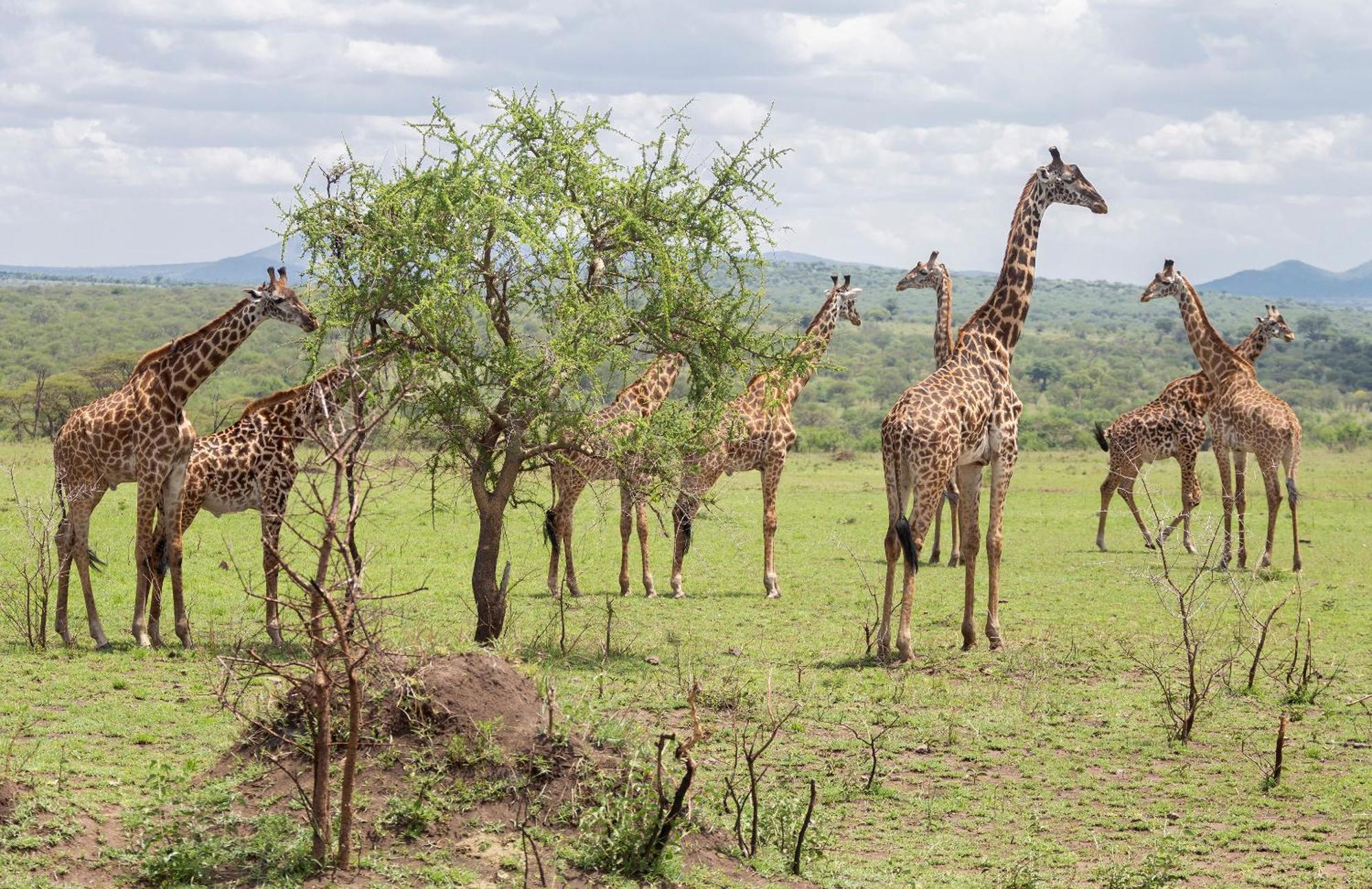 Ngorongoro Lodge Member Of Melia Collection - The Leading Hotels Of The World Extérieur photo