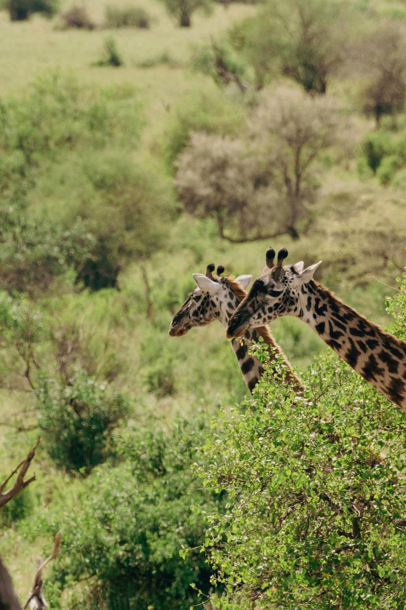 Ngorongoro Lodge Member Of Melia Collection - The Leading Hotels Of The World Extérieur photo